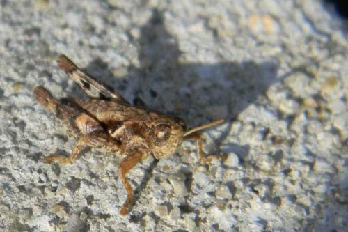Pezotettix giornae