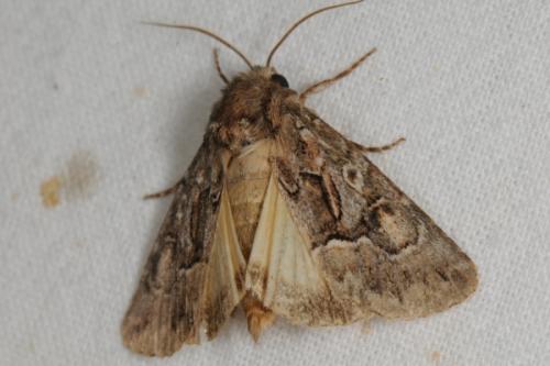 Réf. 62 213 : Thalpophila matura