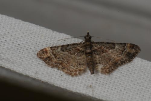 Réf. 62 022 : Gymnoscelis rufifasciata