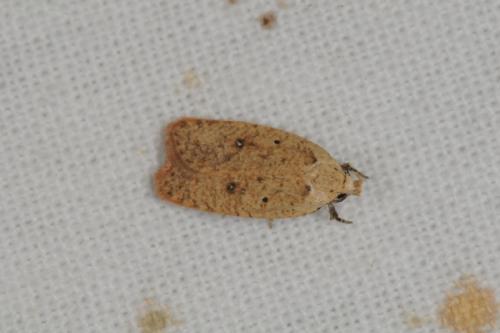 Réf. 62 346 : Agonopterix assimilella