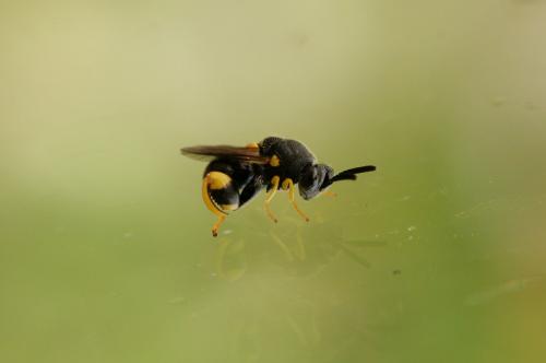 Réf. 62 347 : Brachymeria femorata