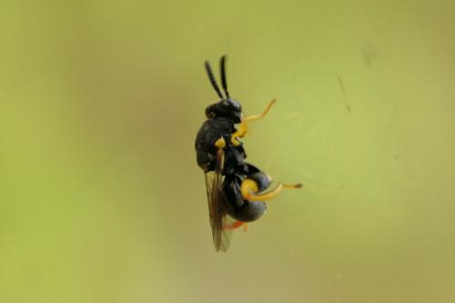 Brachymeria femorata