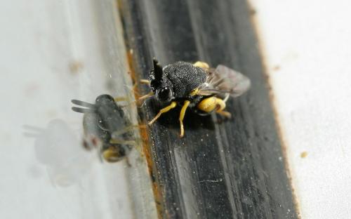 Brachymeria femorata