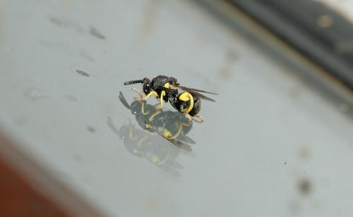 Réf. 62 280 : Brachymeria femorata