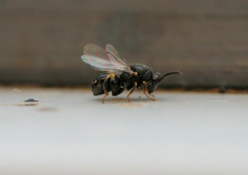 Brachymeria sp.