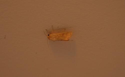 Réf. 62 441 : Mythimna vitellina