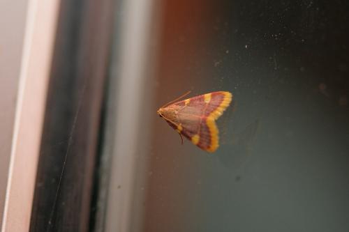 Réf. 62 444 : Hypsopygia costalis