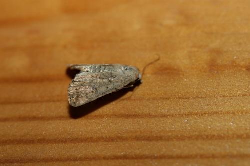 Caradrina clavipalpis