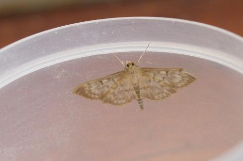 Pleuroptya ruralis
