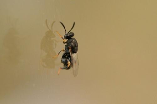 Brachymeria sp.