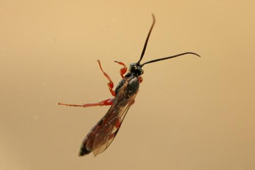 Metopiinae
