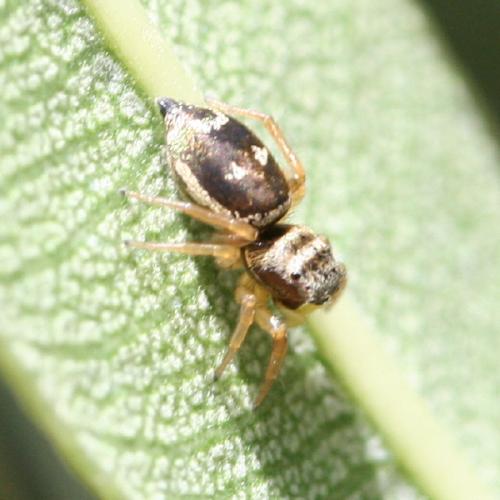 Réf. 62 353 : Heliophanus tribulosus