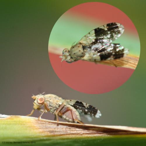 Réf. 62 763 : Tephritis formosa