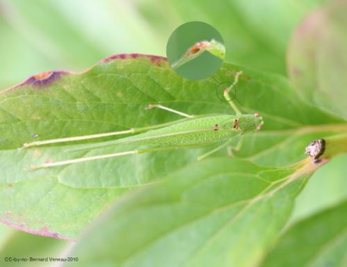 Phaneroptera sp.