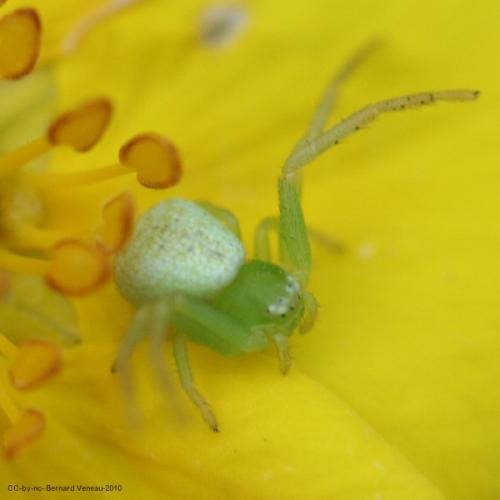 Ebrechtella tricuspidata