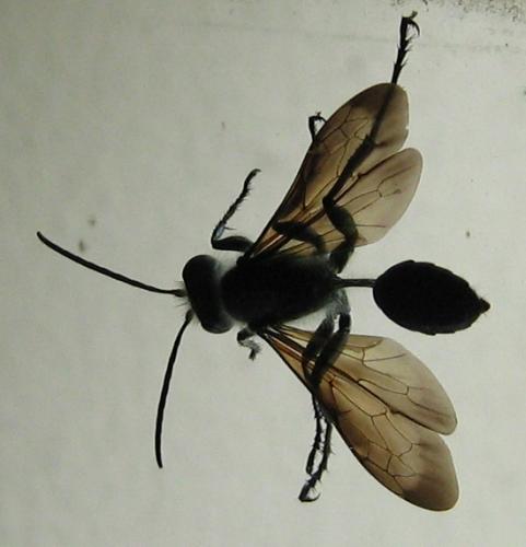 Isodontia mexicana