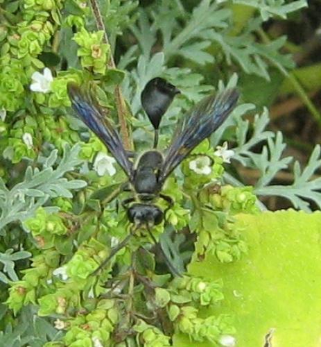 Isodontia mexicana