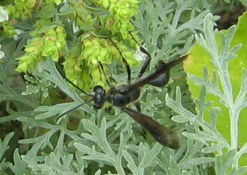 Isodontia mexicana