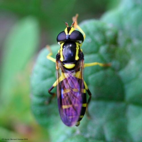 Xanthogramma pedissequum