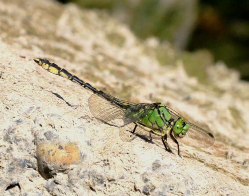 Réf. 62 503 : Ophiogomphus cecilia