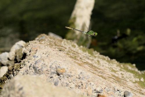 Réf. 62 535 : Ophiogomphus cecilia
