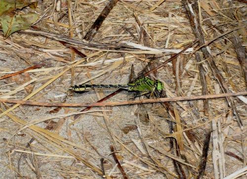 Réf. 62 536 : Ophiogomphus cecilia