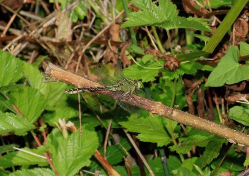 Réf. 62 534 : Ophiogomphus cecilia