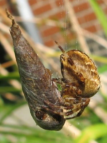 Araneus diadematus
