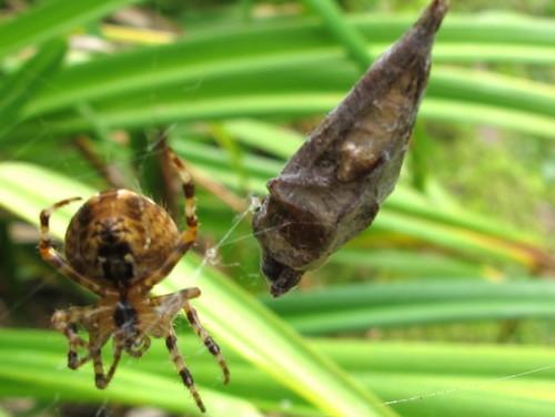Araneus diadematus