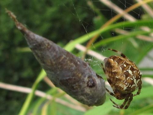 Araneus diadematus