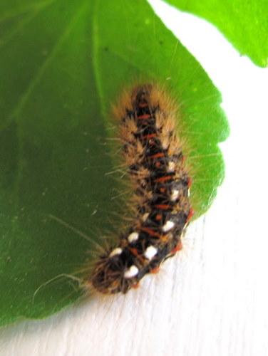 Acronicta rumicis