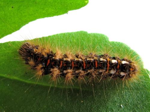 Acronicta rumicis