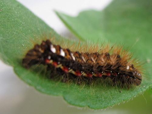 Acronicta rumicis