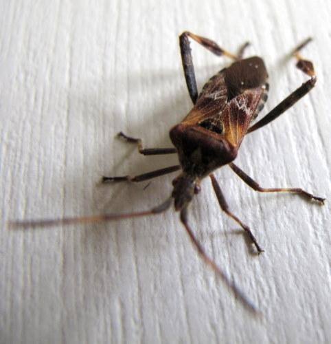 Leptoglossus occidentalis