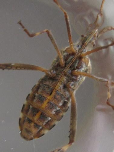Leptoglossus occidentalis