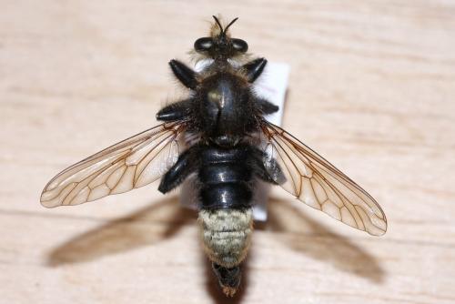 Laphria gibbosa