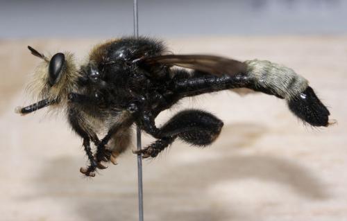 Réf. 62 167 : Laphria gibbosa