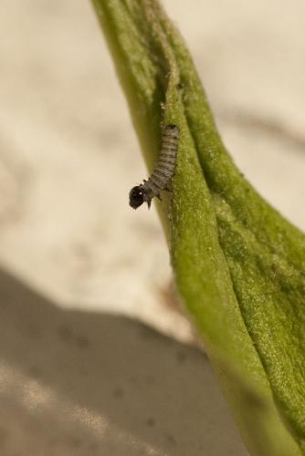 Danaus plexippus