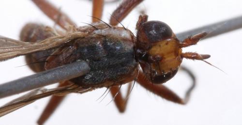Hydromya dorsalis