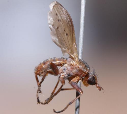 Réf. 62 430 : Hydromya dorsalis