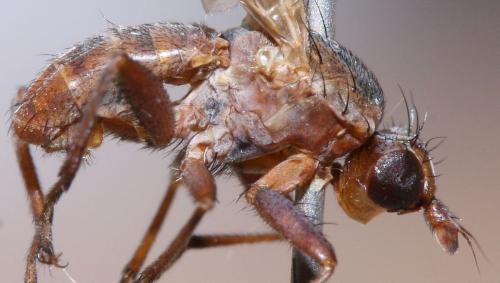 Réf. 62 431 : Hydromya dorsalis