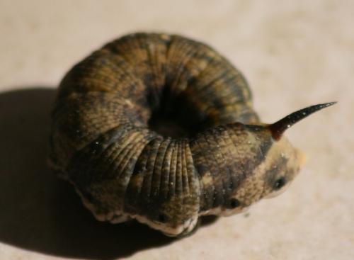 Agrius convolvuli