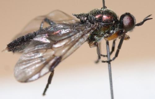Réf. 62 940 : Actina chalybea