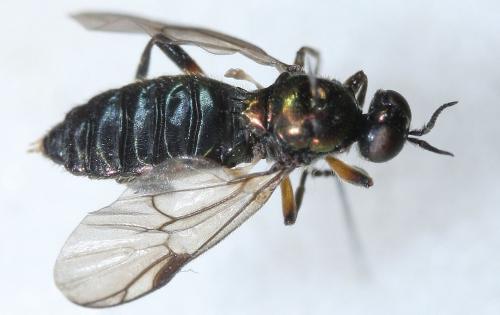 Actina chalybea