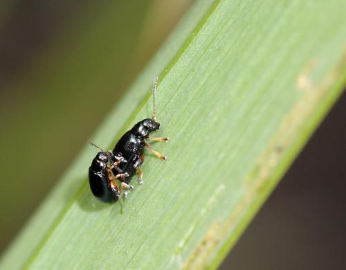 Réf. 62 105 : Aphthona nonstriata