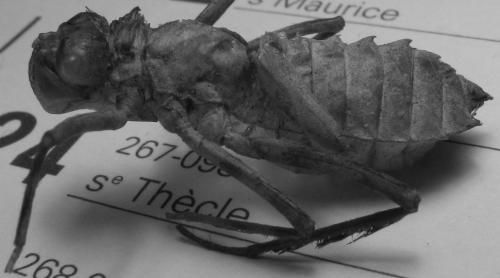 Cordulia aenea