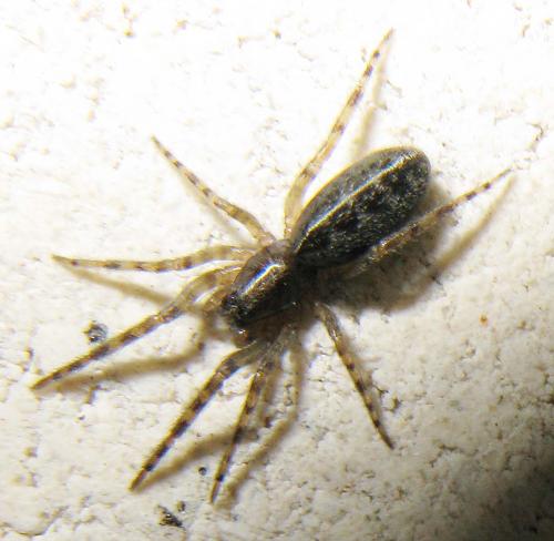 Réf. 62 122 : Segestria sp.