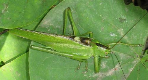 Tettigonia viridissima