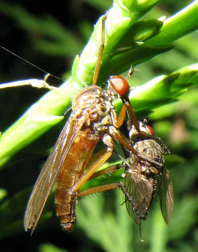 Empis livida