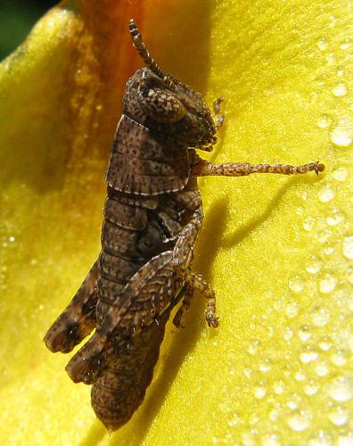 Pezotettix giornae